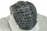 Bargain, Austerops Trilobite - Ofaten, Morocco #287563-3